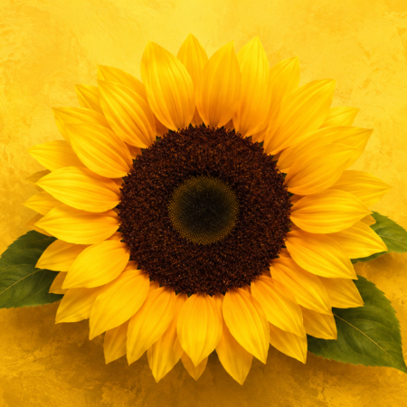 Girasoles de la frontera: las historias que nacen cuando la vida obliga a cruzar límites