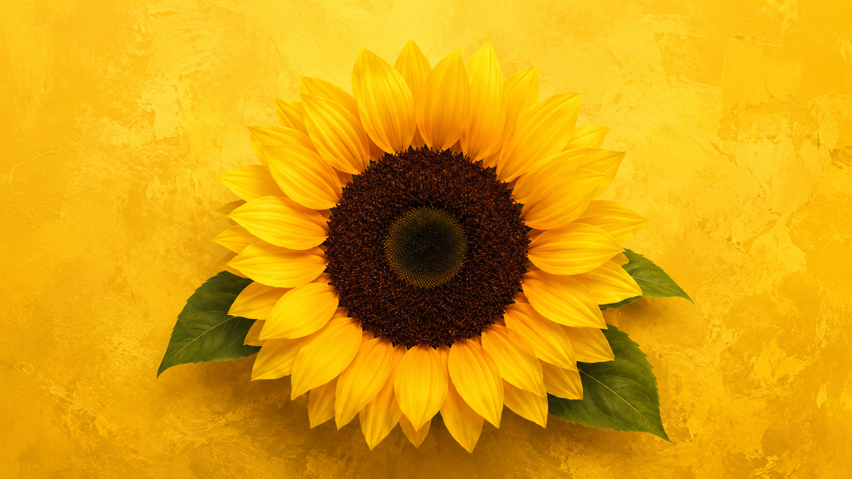 Girasoles de la frontera retrata la migración y crisis a través de historias sobre identidad, pérdida y esperanza.